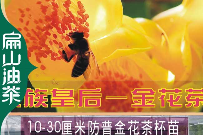 湖南皇后金花茶苗