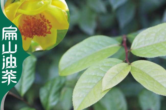 邵陽(yáng)金花茶苗批發(fā)
