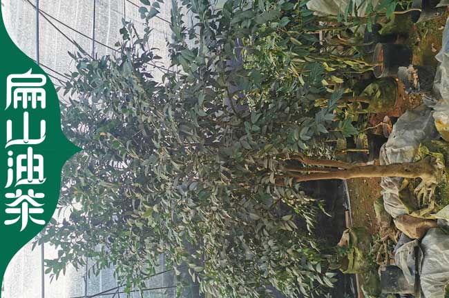 張家界老茶籽樹批發(fā)