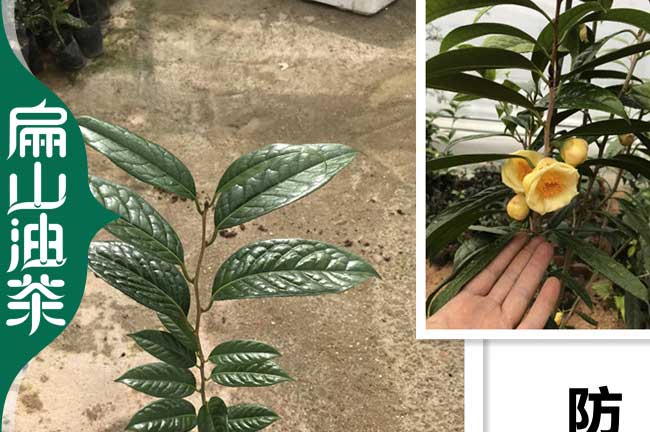 益陽(yáng)金花茶苗批發(fā)