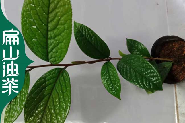 益陽(yáng)茶葉小苗培育