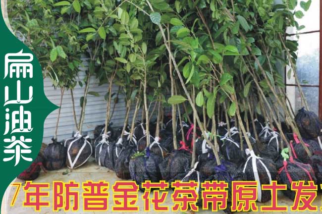 這里買(mǎi)湖南1年生常德油茶小杯苗批發(fā)價(jià)格 茶葉苗培育1元/珠