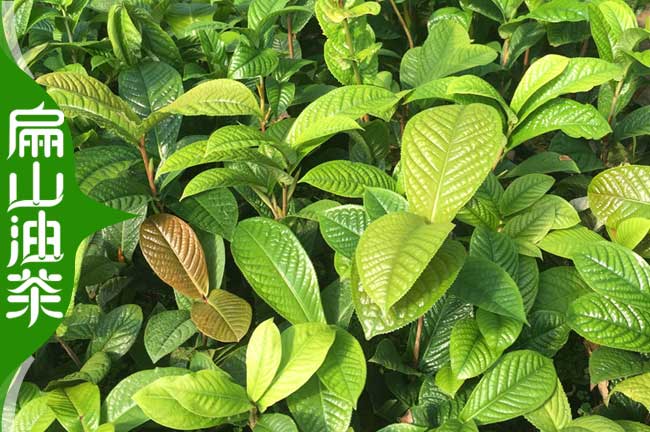 株洲綠茶苗培育
