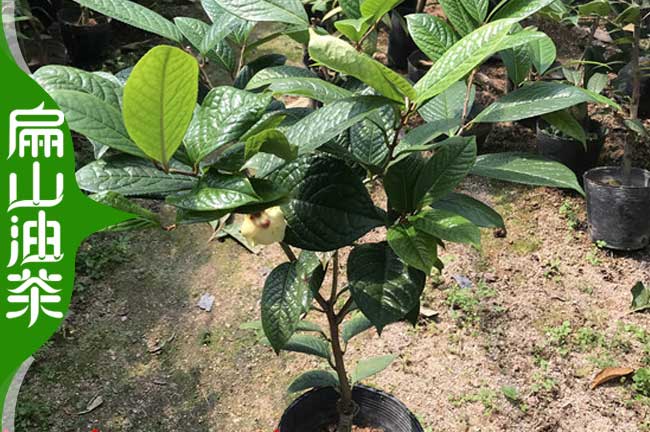 [閩北油茶苗.茶葉苗批發(fā)]福建寧德鐵觀音龍井長(zhǎng)林閩優(yōu)40CM