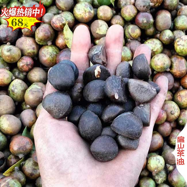 福建山茶油批發(fā)