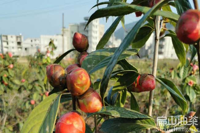 誠諫紅花油茶苗批發(fā)