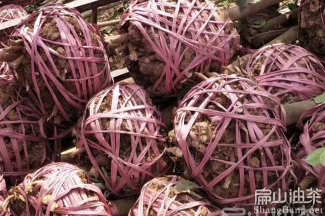湖南大果油茶樹