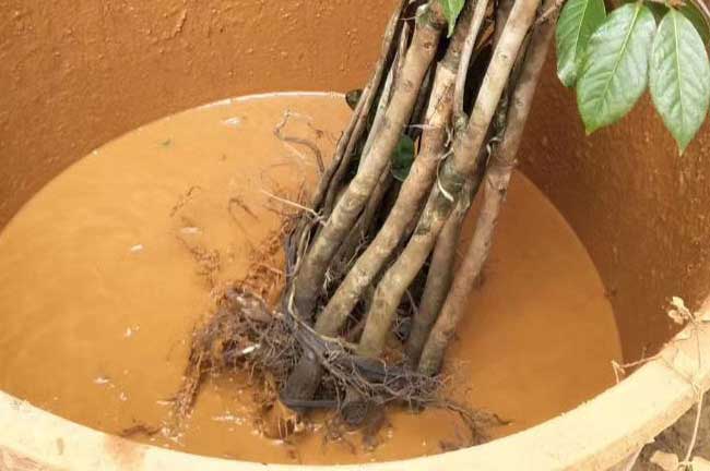 廣西大紅花油茶種植技術(shù)