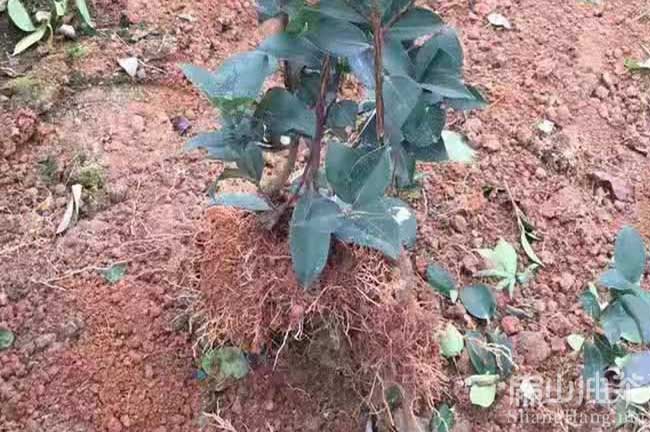 長林油茶苗批發(fā)