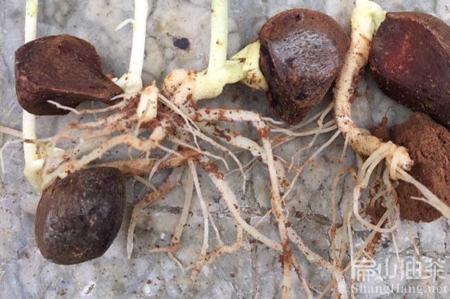 軟枝油茶苗培育