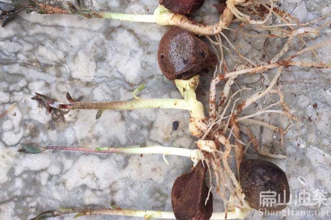湖南嫁接油茶苗
