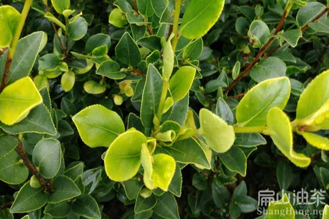 恭城茶樹(shù)苗批發(fā)