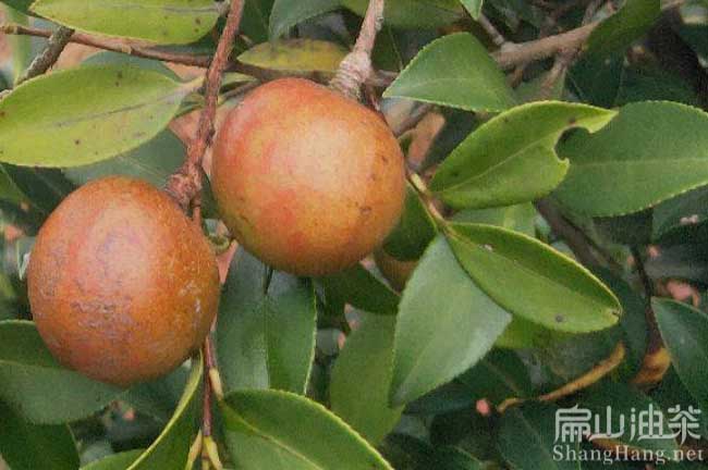 云南茶籽收購