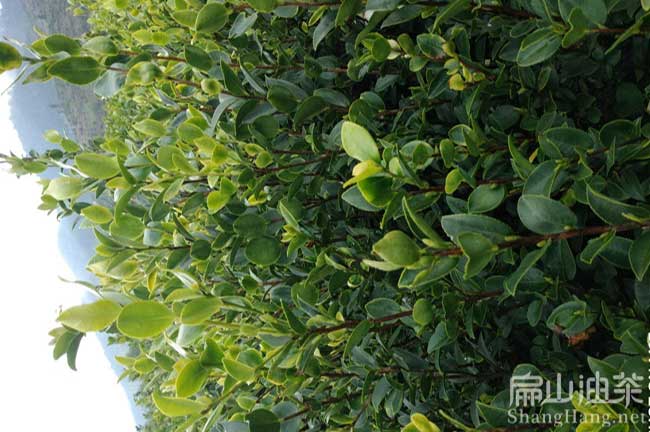 仙游油茶種植