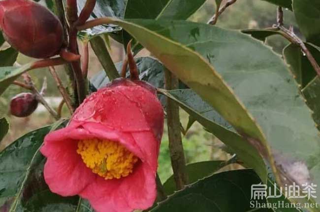 藤縣紅花油茶苗批發(fā)