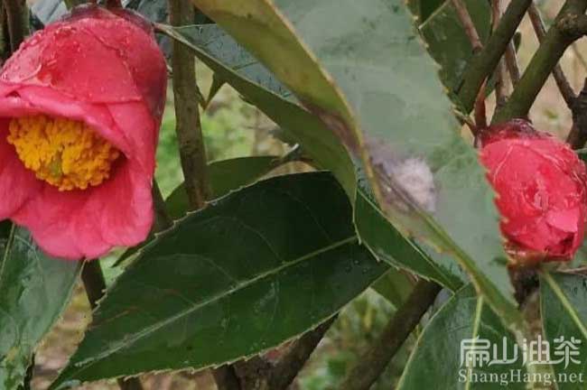 懷化紅花大果油茶苗種植基地 懷化紅花大果油茶苗批發(fā)-扁山油茶
