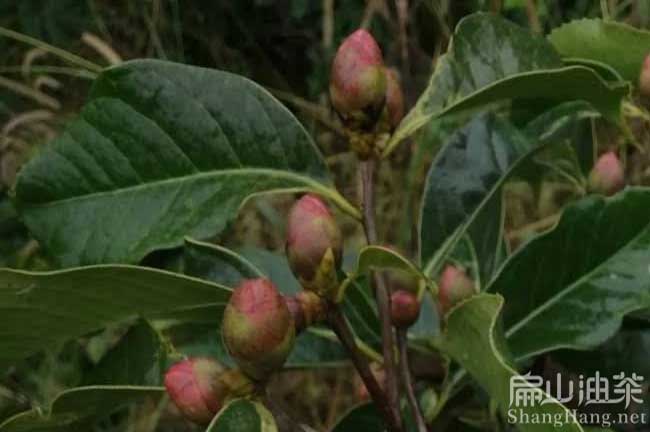 玉林大紅花油茶苗批發(fā)