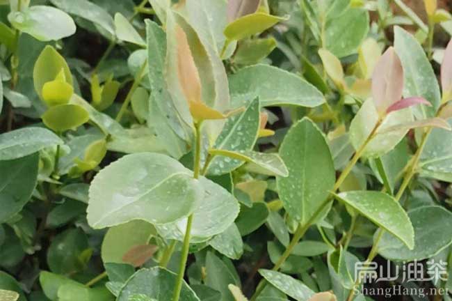 廣西軟枝2號油茶苗