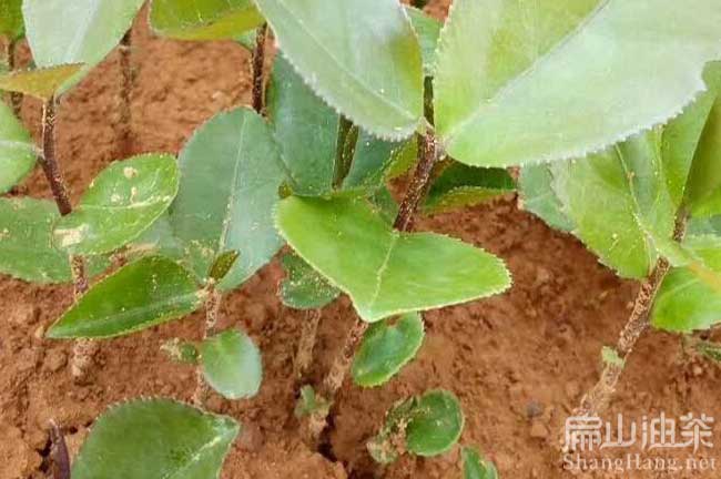 貴港軟枝2號(hào)油茶苗