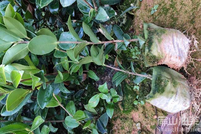 廣西油茶杯苗批發(fā)