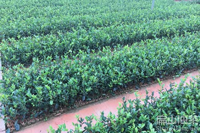 海南油茶育苗技術