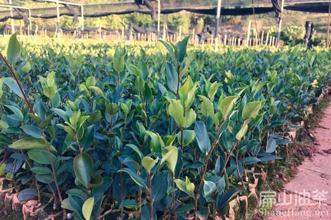 湘林1號(hào)油茶苗