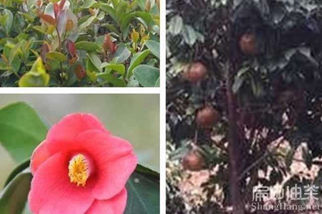 湛江紅花油茶苗批發(fā)