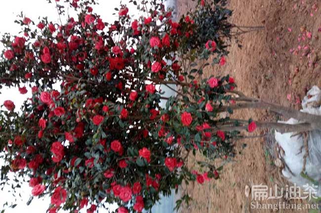中國茶樹苗培育