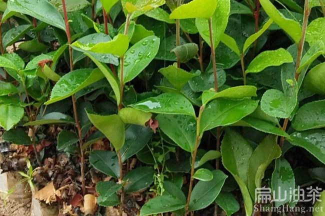 江西油茶苗培育