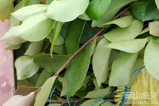 東莞湘林油茶基地