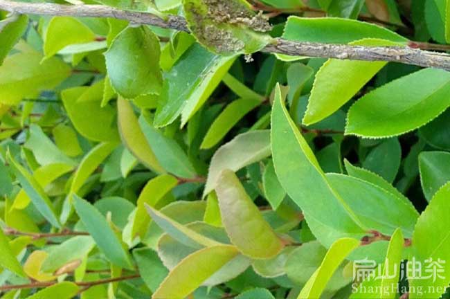 軟枝2號(hào)油茶苗