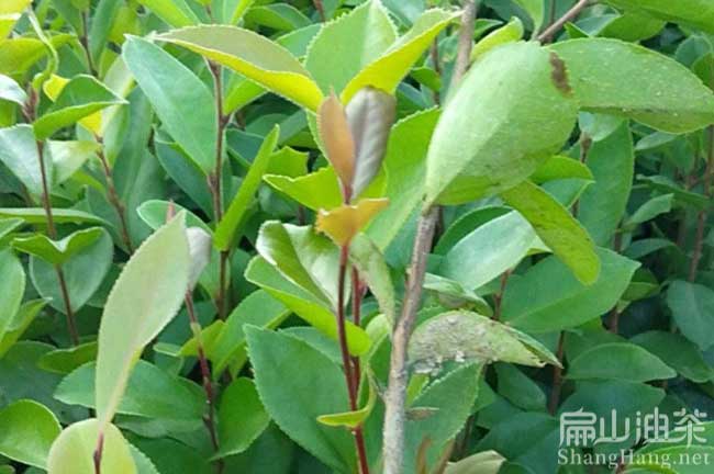 廣西軟枝茶樹苗批發(fā)