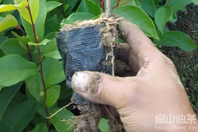 長林油茶杯苗批發(fā)