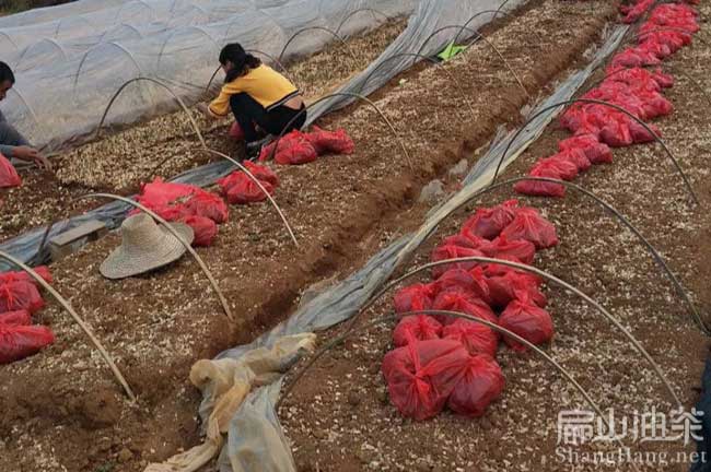 梧州軟技3號油茶苗
