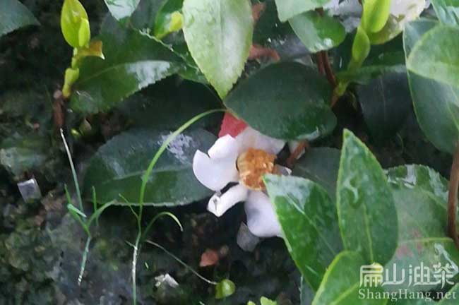 廣東油茶基地