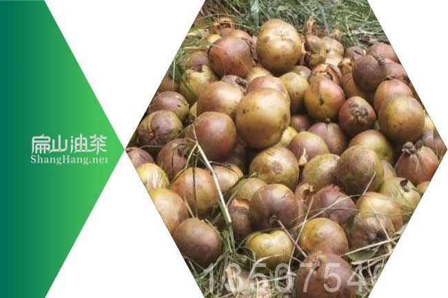 湖南大油茶苗培育基地 湖南茶籽回收山茶油加工批發(fā)-扁山油茶