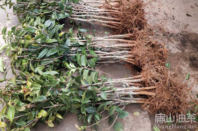 云南大果油茶苗批發(fā)