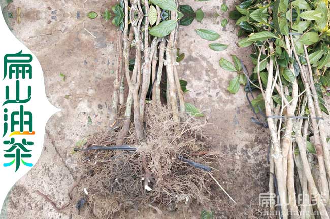 龍巖高產(chǎn)油茶苗培育