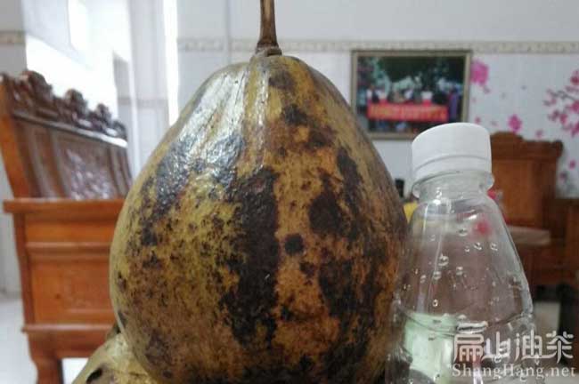 大茶果批發(fā)