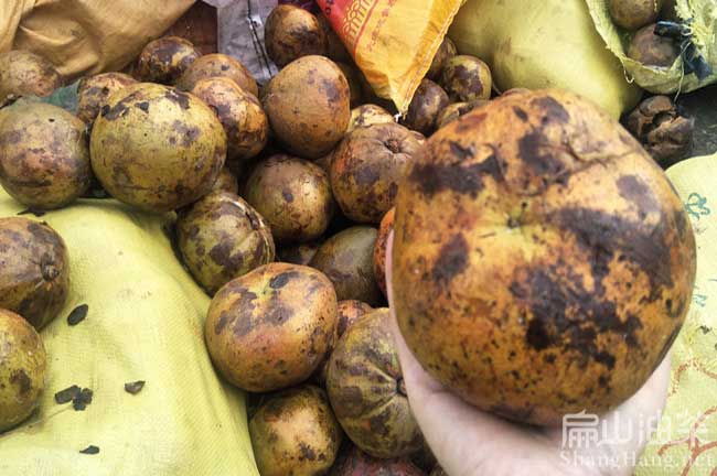 來賓大果油茶基地
