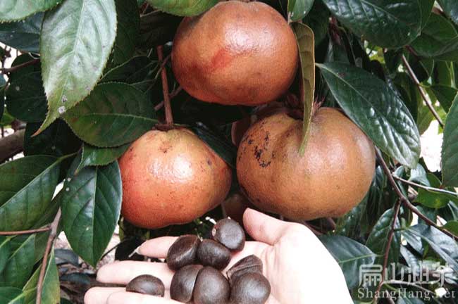 江西 江西油茶基地 種植大果紅花油茶樹苗宜春吉安-扁山油茶