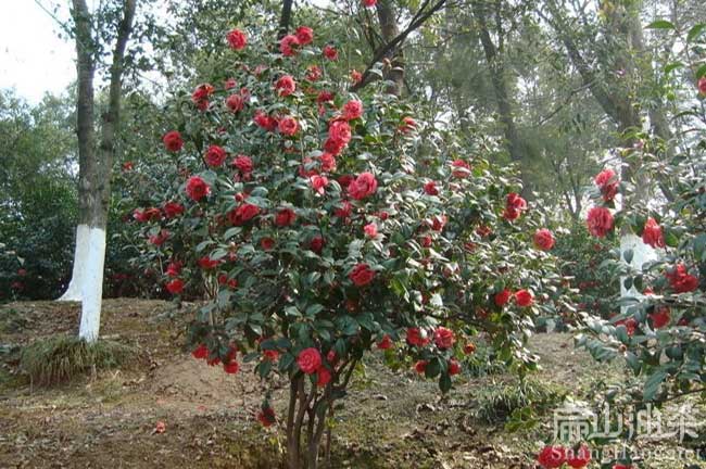 廣州大果紅花油茶樹(shù)