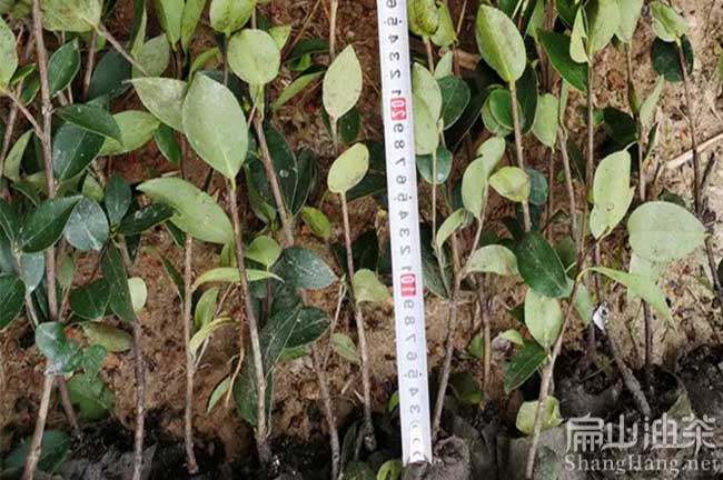 高明油茶苗批發(fā)