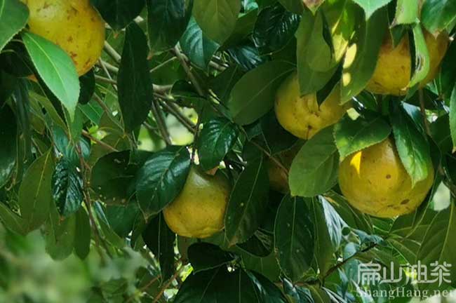商丘種植 賣各品種楊梅苗油茶苗水果苗虞城夏邑睢縣寧陵柘城