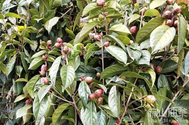 大果紅花茶樹苗種植