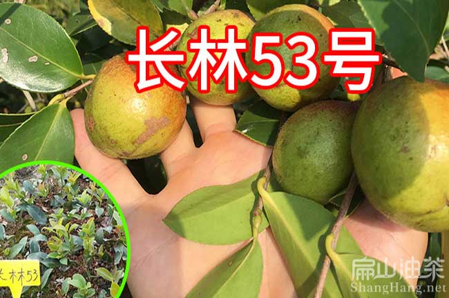 長林53號油茶苗