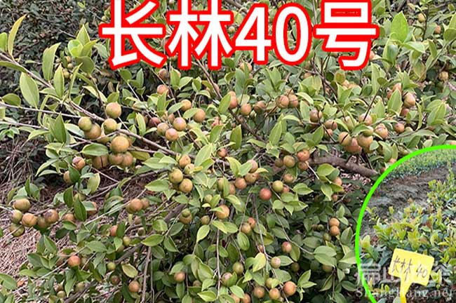 江門長(zhǎng)林油茶種植