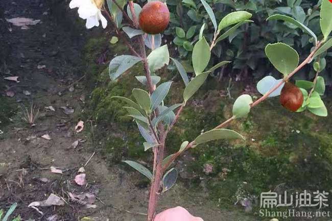 廣州茶樹(shù)苗批發(fā)