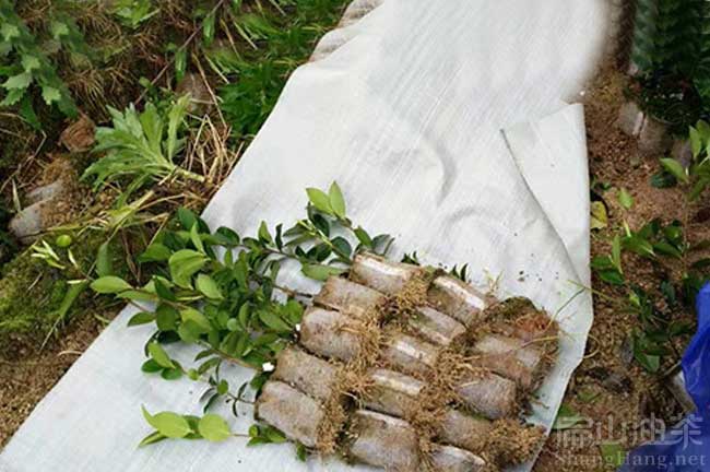2024湖南茶油茶籽加工廠家 湖南茶油茶籽回收公示-扁山油茶