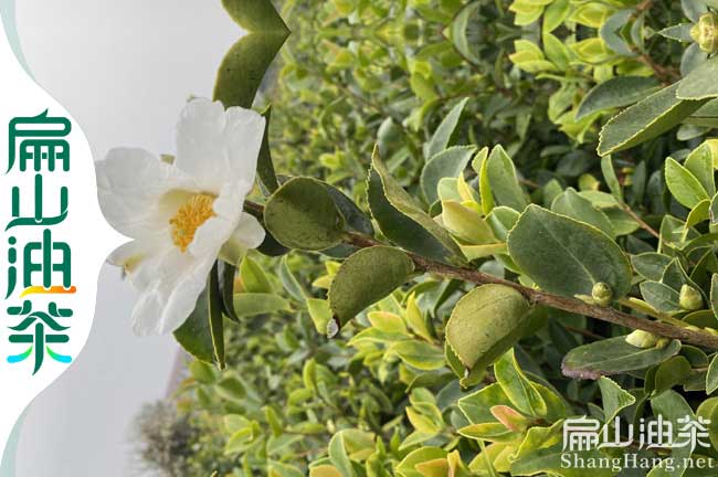 來賓茶樹苗批發(fā)